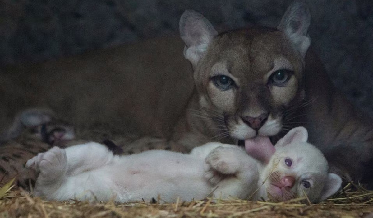 Albino cub